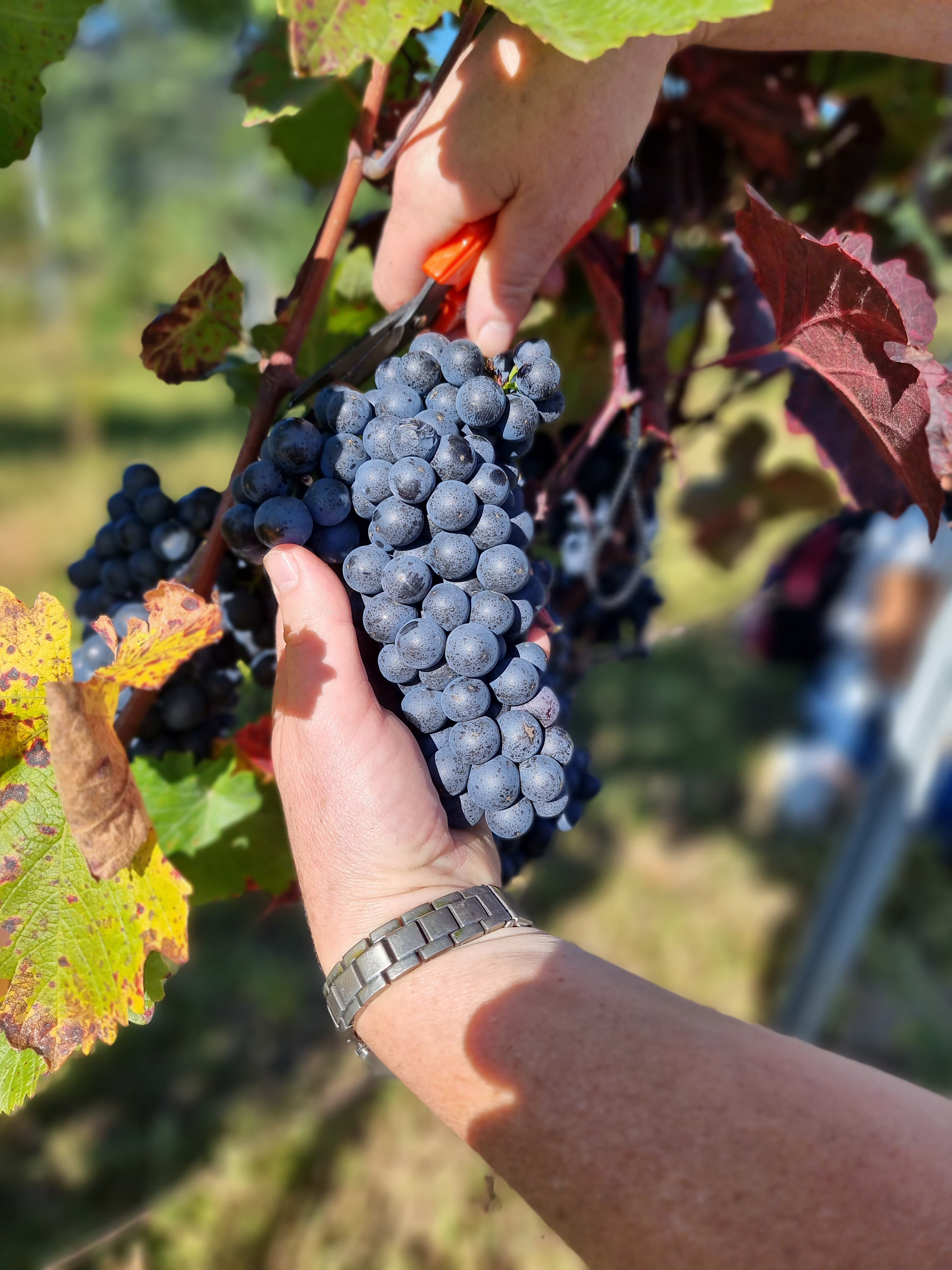 Building a strong team - unser Team-Event - Weingut Ernst