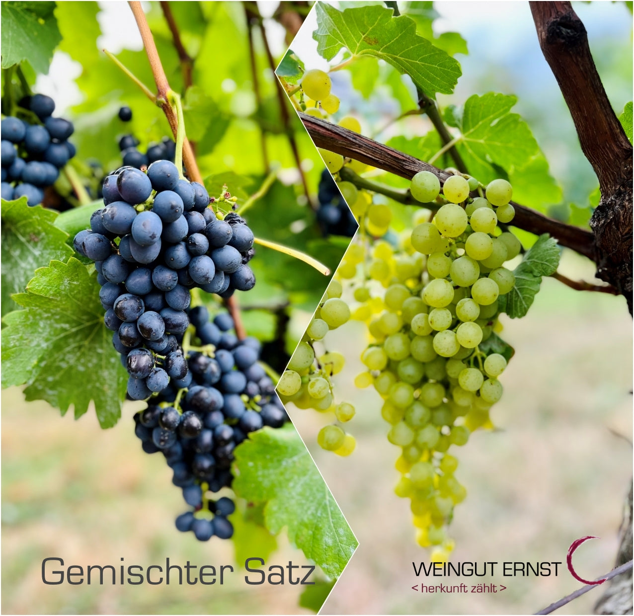 Gemischter Satz - Weingut Ernst
