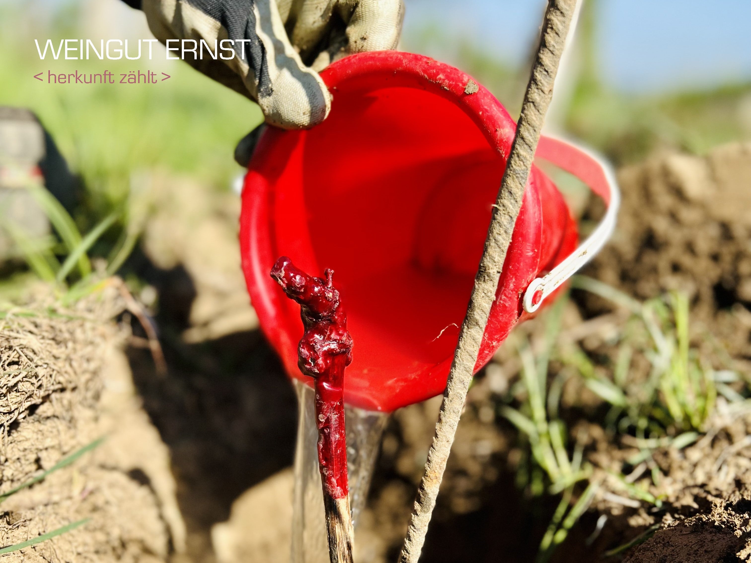 Kontinuität im Weingarten - Nachsetzen für die nächste Generation