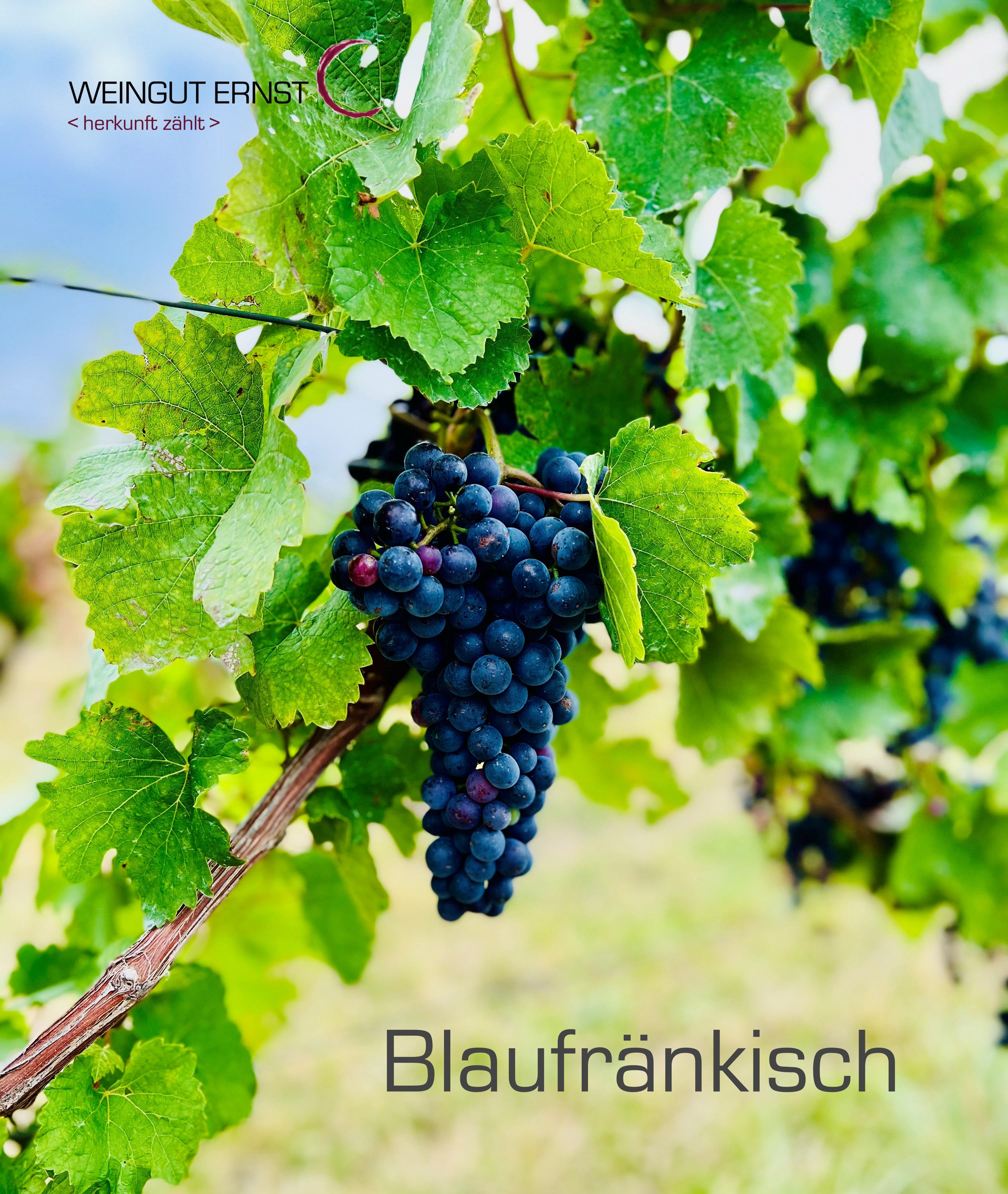 Blaufränkisch Deutschkreutz 2009 - Weingut Ernst