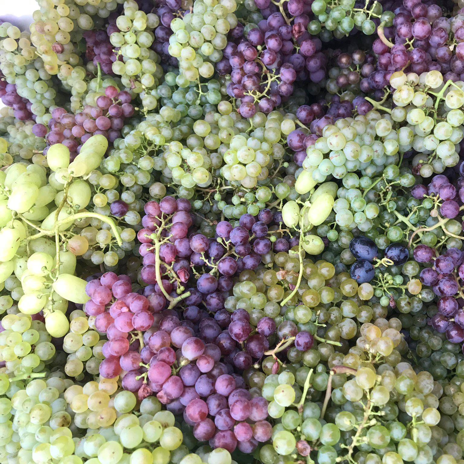 Gemischter Satz - bunt wie das Leben - Weingut Ernst