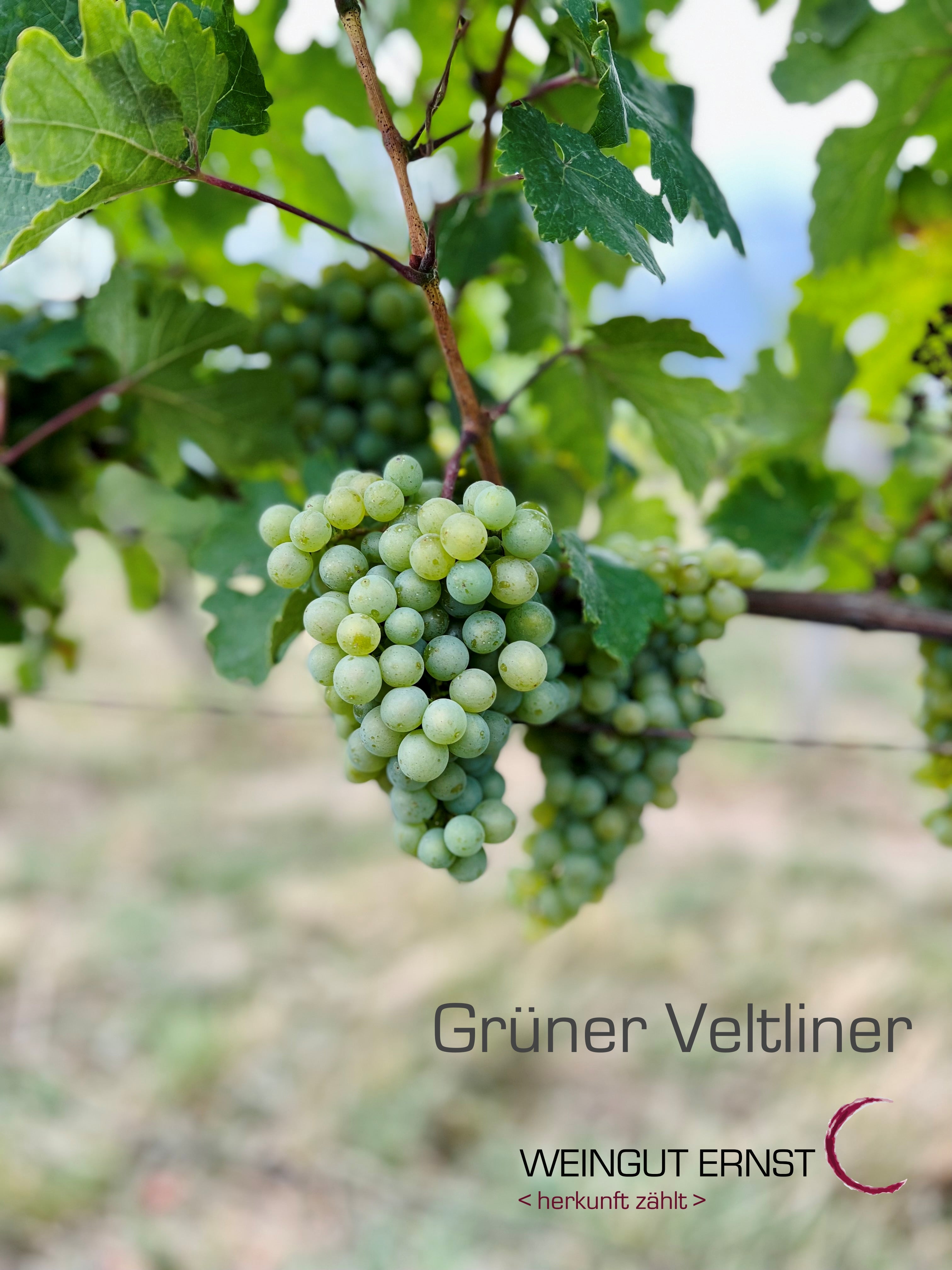 BIO <b>Grüner Veltliner</b> - Weingut Ernst