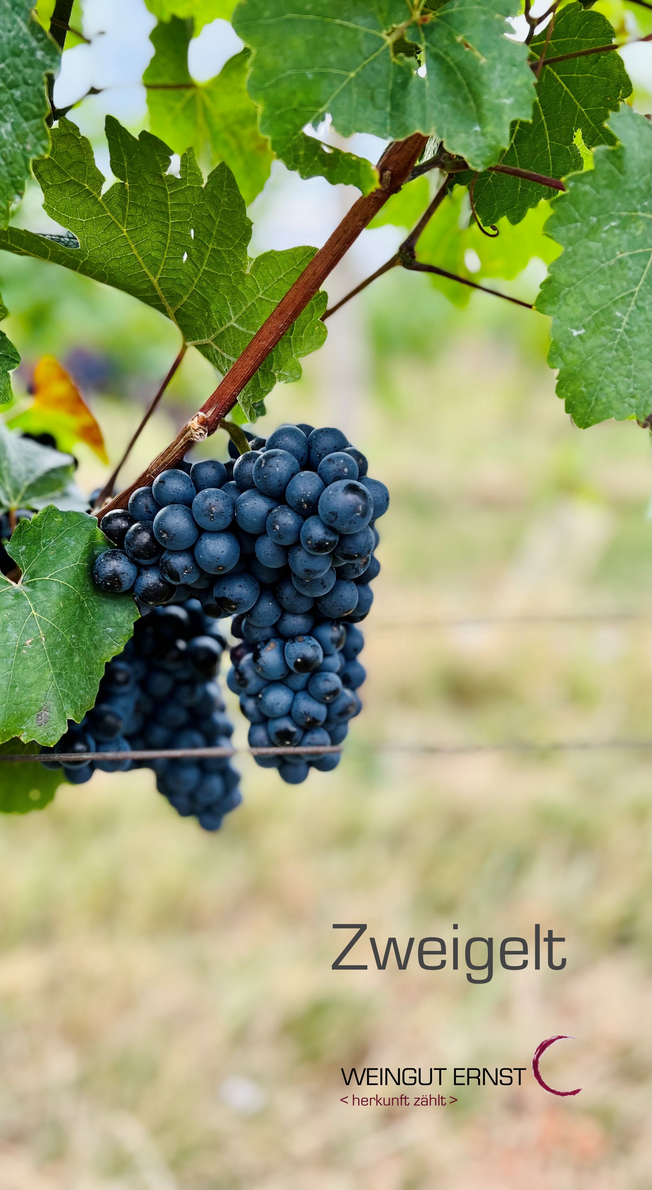 BIO <b>Zweigelt</b> Deutschkreutz - Weingut Ernst